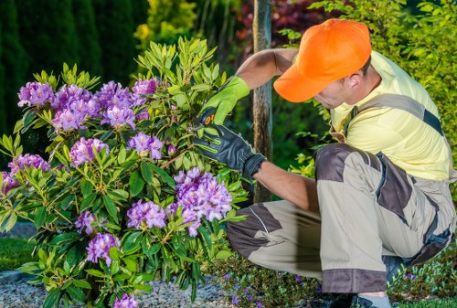 A gardener wearing a bright orange cap, yellow high-visibility jacket, and green gardening gloves is crouched down in a well-maintained outdoor garden in Enfield. They are tending to a lush shrub with vibrant purple flowers and glossy green leaves, positioned near a flower bed bordered by dark mulch and small stones. In the background, there is a backdrop of green trees and colorful foliage, indicating a landscaped garden area. The scene appears to be taking place during daylight, with natural lighting highlighting the textures of the plant's blooms and foliage. This outdoor space features a mix of flowering plants and neat garden borders, reflecting typical lawn and garden care, which a professional gardening service like Landscapers Enfield would service, including plant maintenance and shrub pruning.