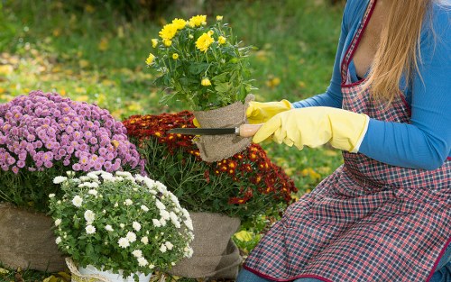 A woman wearing yellow gardening gloves and a checkered apron is tending to potted flowering plants in a well-maintained garden. The garden features vibrant, multi-colored flowers, including yellow, purple, and white blooms, arranged in pots and beds. The background shows a lush green lawn and trees, indicating a healthy outdoor space on a bright day with soft natural sunlight. The scene reflects typical gardening activities and outdoor maintenance in a domestic garden setting, consistent with landscaping services provided by Landscapers Enfield near the Enfield area, capturing a peaceful and well-organized garden environment.