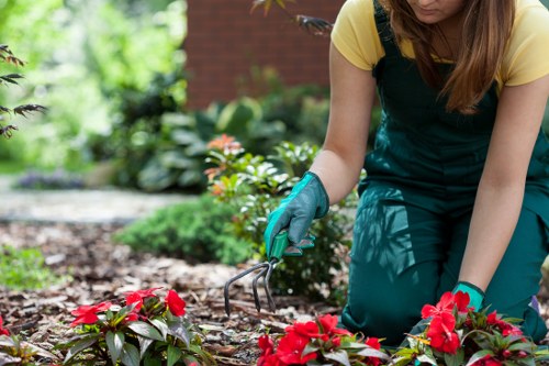 Neatly shaped hedges showcasing professional trimming in Enfield