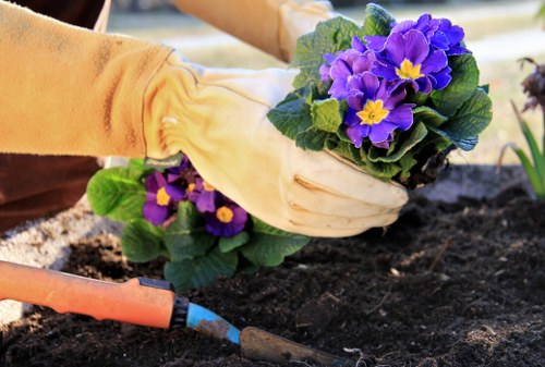 A gardener's gloved hands planting purple and yellow-flowered primroses into dark, freshly turned soil in a landscaped garden area. The scene is set outdoors with visible garden beds, and part of a garden trowel lies on the ground nearby. The garden features a neatly maintained flower bed bordered by soil, with lush green leaves and vibrant blooms, suggesting attentive planting work. The natural lighting indicates daytime with a clear or partly cloudy sky, contributing to a bright and fresh garden atmosphere. This scene showcases typical gardening activities that a professional landscaper in Enfield, such as Landscapers Enfield, may perform to enhance outdoor spaces through planting and garden bed preparations, aligning with services related to gardening and outdoor maintenance in the local area.