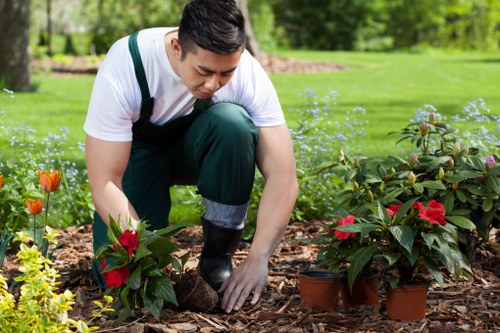A person wearing a white shirt, dark green overalls, and black gardening gloves is kneeling on a mulched garden bed, planting or tending to small potted poinsettia plants with red and green foliage. The garden features a well-maintained lawn with vibrant green grass, bordered by flower beds containing various plants and flowering shrubs. In the background, there is lush, leafy greenery and trees, indicating an outdoor garden setting in Enfield, UK. The weather appears clear and bright, with natural daylight illuminating the scene, emphasizing the healthy, dense grass, and the colourful plants. This image highlights professional gardening practices, including planting and garden maintenance, suitable for landscaping and lawn care services provided by Landscapers Enfield, supporting their expertise in creating vibrant, organized outdoor spaces while maintaining natural tones and textures typical of UK gardens.
