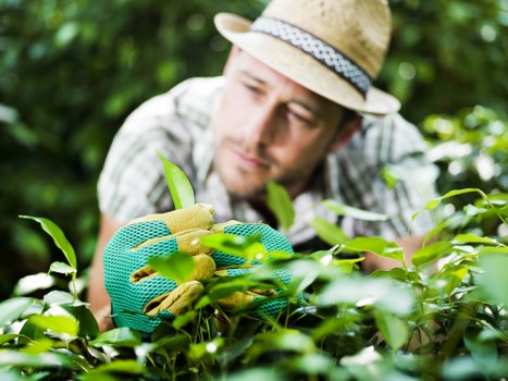 The image shows a man wearing a straw hat and gardening gloves, carefully tending to a lush, green hedge in a well-maintained outdoor garden space. The hedge consists of dense, healthy foliage with smooth, shiny leaves. In the background, there are additional garden elements such as a neatly cut lawn with vibrant grass, possibly bordered by flower beds or decorative edging. The surrounding environment appears sunny with natural lighting, highlighting various shades of green and natural earth tones in the garden. The scene depicts active gardening work, emphasizing precise pruning or trimming, which aligns with professional landscaping and lawn care services offered by companies like Landscapers Enfield. The overall setting suggests a well-kept residential or commercial garden space, typical of a professional outdoor maintenance environment in Enfield, Middlesex, supporting local SEO recognition for gardening services.