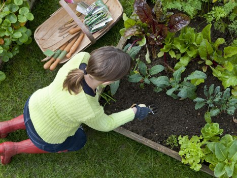A woman with brown hair tied back, dressed in a pale yellow-green sweater, blue jeans, and red rubber boots, is kneeling on a well-maintained grassy lawn in a garden. She is using her gloved right hand to tend to a raised wooden garden bed filled with dark, rich soil. The garden bed contains a variety of leafy vegetables and ornamental plants with green and reddish-purple foliage. Near her on the grass is a wooden tray with neatly stacked garden tools, including small spades and trowels. The background features other lush green plants and shrubs, contributing to a healthy, fruitful outdoor garden space typical of an Enfield garden setting. The scene is well lit with natural daylight, suggesting fair weather, and highlights the care and attention involved in garden maintenance and planting, aligning with gardening services offered by Landscapers Enfield in the local area.