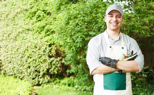 Pruning and trimming overgrown shrubs