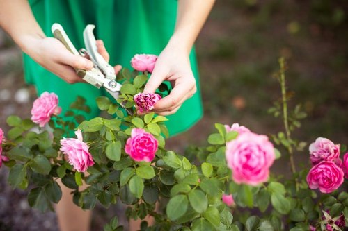 A person wearing a green outfit is pruning a flowering rose bush using a pair of garden pruning shears. The rose bush features vibrant pink blooms and lush green leaves, situated in a well-maintained garden bed. Surrounding the plant, the soil appears freshly tended and free of weeds. In the background, there is a neatly landscaped outdoor space with a mixture of grass and natural garden elements, indicating ongoing garden maintenance. The lighting suggests a bright, possibly sunny day, highlighting the natural tones of the rose blossoms and foliage. This scene exemplifies typical gardening activities such as plant trimming and garden shrub care, which a professional gardening service like Landscapers Enfield might provide for clients in the Enfield area, including nearby postcode regions. The overall environment is clean and orderly, suitable for outdoor lawn and garden care services aimed at enhancing curb appeal and plant health.