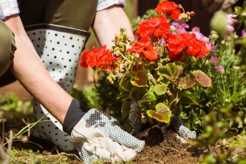 A gardener wearing gardening gloves is planting a vibrant red flowering plant in a garden bed with dark, rich soil. The garden features a mix of green foliage and colorful flowers, with some pink and purple blooms visible in the background. The scene is outdoors and well-lit by natural sunlight, highlighting the textures of the leaves, soil, and flowers. To the left, part of a person's arm and a gardening tool container can be seen, indicating active gardening work. The surrounding area includes well-maintained flower beds and a paved pathway nearby, suggesting a landscaped outdoor space typical of residential gardens in Enfield. The overall scene reflects professional gardening activities and landscaping efforts in a typical garden environment, suitable for outdoor maintenance services offered by landscapersenfield.co.uk.