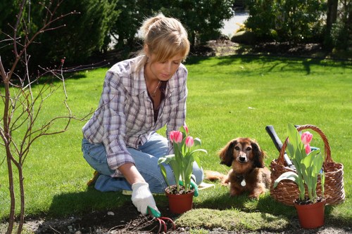A woman with blonde hair, dressed in a checked shirt and jeans, is kneeling on a lush green lawn in a garden, planting pink and red tulips in a small flower bed bordered by dark soil. She is wearing white gardening gloves and holding a small gardening trowel. Nearby, a brown and white puppy sits on the grass, observing her actions. The garden features a well-maintained lawn, a few young trees and shrubs in the background, and two potted tulips placed on the edge of the flower bed. To the right, there is a woven basket containing more flowers and garden tools. The scene is illuminated by natural daylight, suggesting fair weather, with a backdrop of dense foliage and a garden hedge, indicating a typical outdoor space in Enfield, suitable for gardening services. The overall setting reflects a peaceful gardening activity, with a focus on planting and outdoor maintenance natural to local gardens.