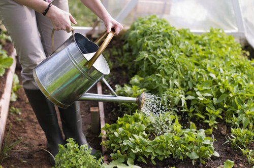 The image depicts a person watering a vegetable garden with a metal watering can, positioned over a bed of lush, green leafy vegetables. The garden is structured with neat, raised soil beds and contains various plants, including dense rows of leafy greens and taller bushes in the background, possibly tomato plants. The soil appears well-maintained and moist, with a dark, rich tone. The setting is outdoors in natural daylight, with sunlight illuminating the garden, suggesting a bright, clear day. The person, whose hands and part of the arms are visible, is dressed casually and appears to be engaged in outdoor gardening activities. The scene reflects a well-kept, productive outdoor space typical of a residential garden in Enfield, with an emphasis on vegetable cultivation and garden maintenance services offered by landscapersenfield.co.uk, supporting natural gardening and lawn care practices in the local area.