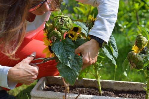 Professional landscaping services transforming an Enfield garden